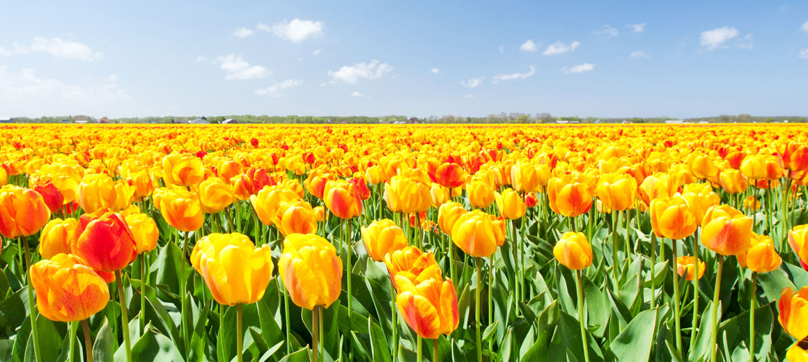 nieuw_slider_schier06